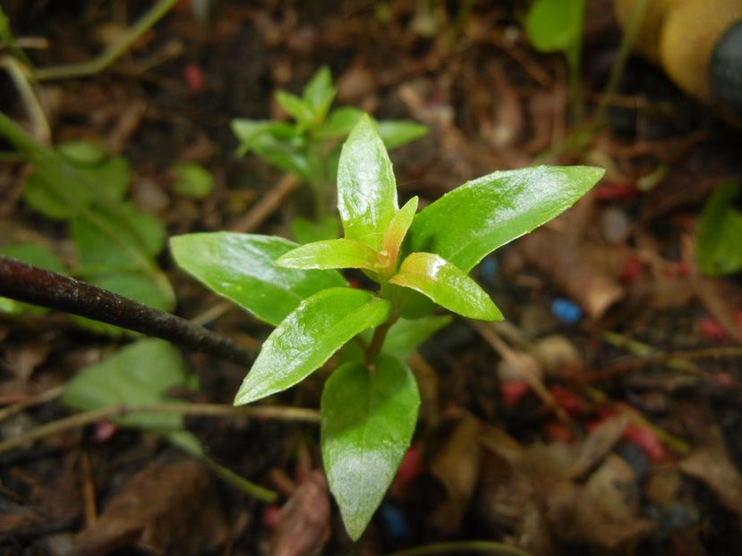 Fuchsia magellanica Gracilis (17, May04) - Fuchsia magellanica Gracilis