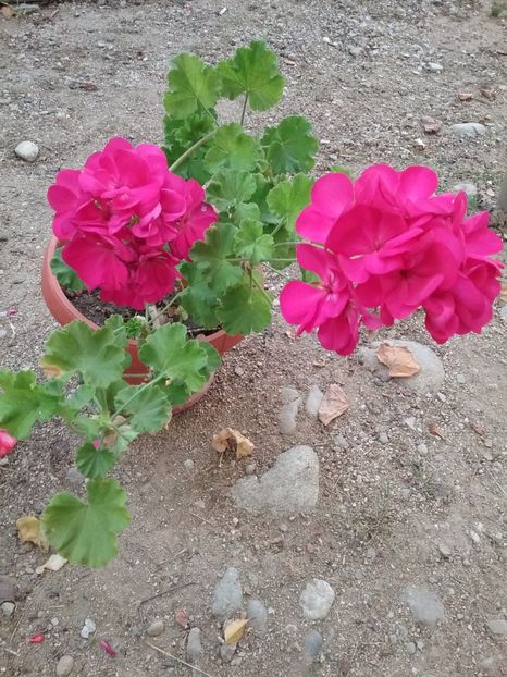  - Florile mele