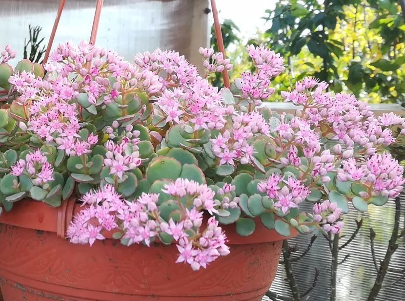 sedum sieboldii - A - flori