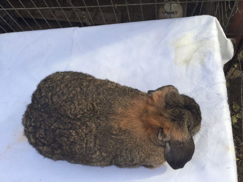  - femela 5 berbec aguti