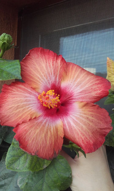  - hibi creme de cacao