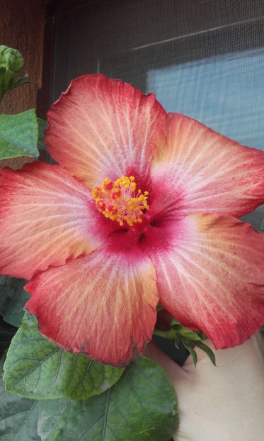  - hibi creme de cacao