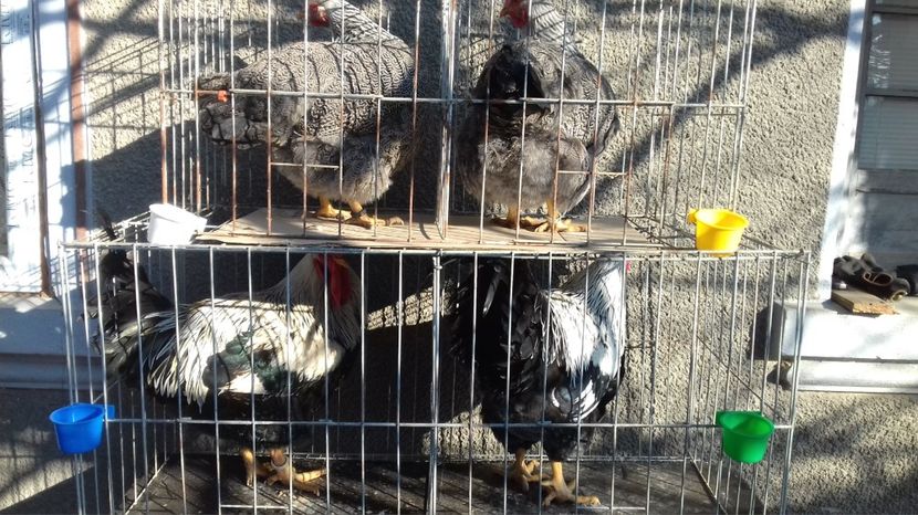  - PLYMOUTH ROCK ARGINTIU 20 22