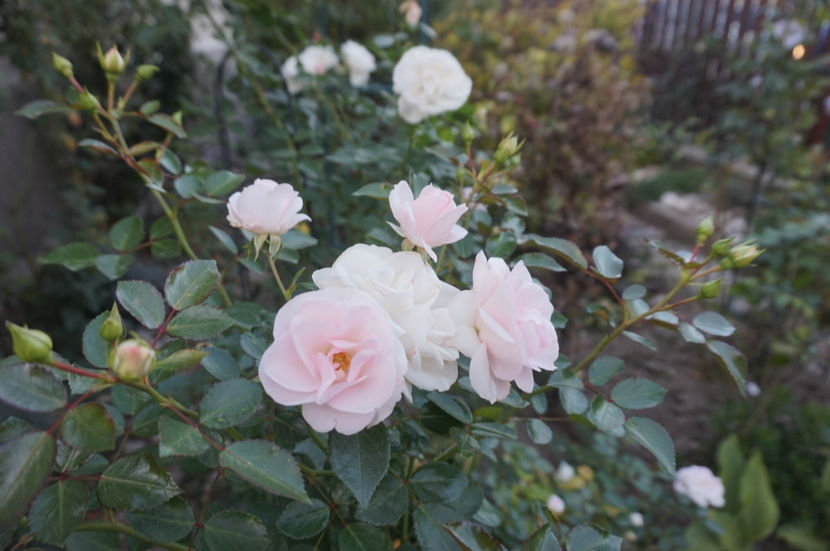  - Aspirin Rose