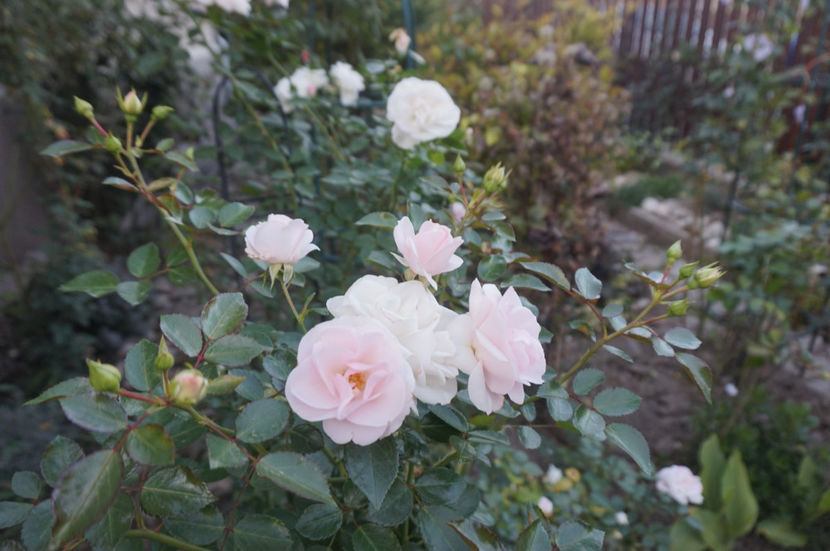  - Aspirin Rose