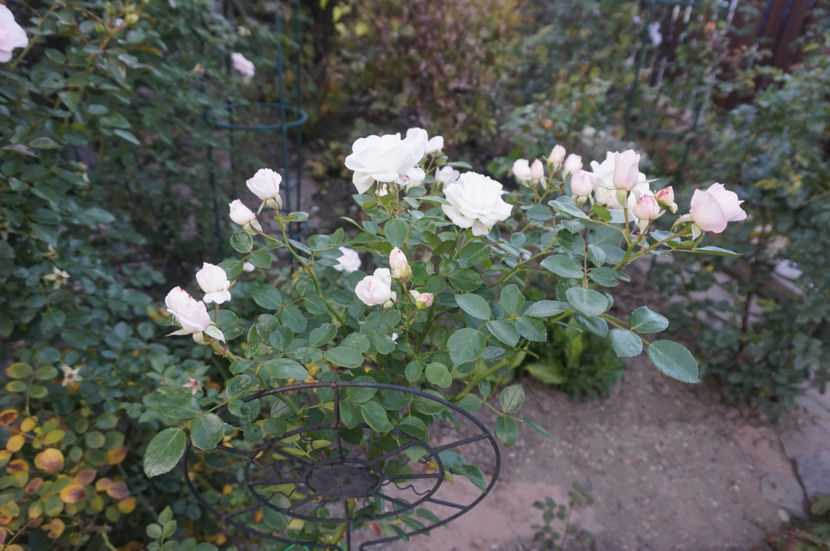  - Aspirin Rose