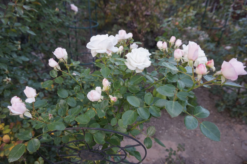  - Aspirin Rose