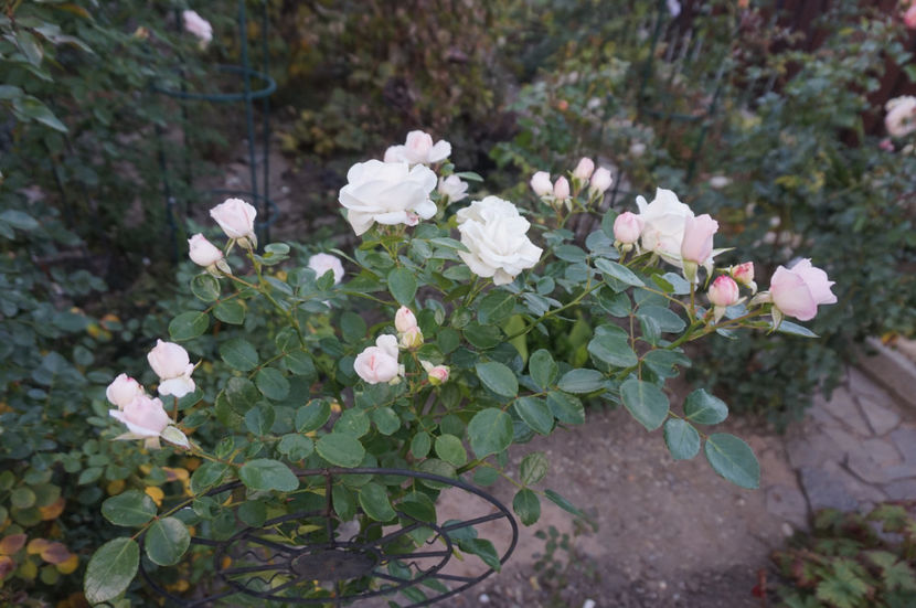  - Aspirin Rose