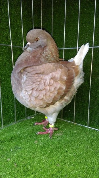 0-1 vanduta - king 2017