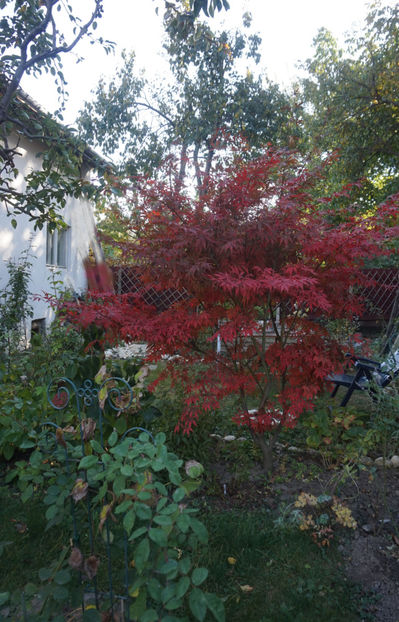 A venit, a venit toamna... - 2017 Gradina