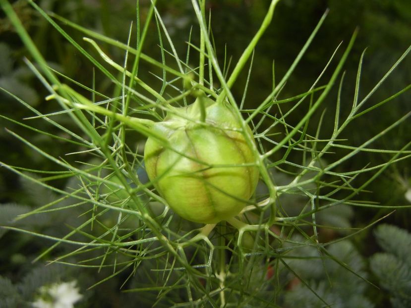 Nigella damascena (2017, June 02) - NIGELLA Damascena