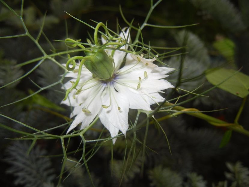 Nigella damascena (2017, June 02) - NIGELLA Damascena