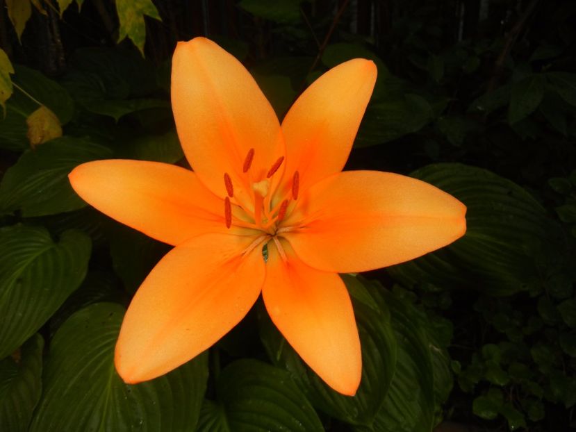 Asiatic lily Orange (2016, June 20) - Asiatic Lily Orange