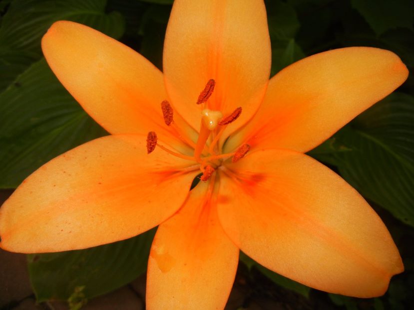 Asiatic lily Orange (2016, June 21) - Asiatic Lily Orange