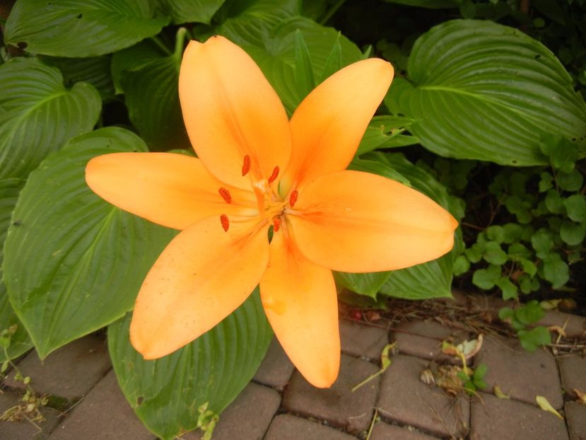 Asiatic lily Orange (2016, June 21) - Asiatic Lily Orange