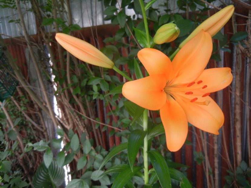 Asiatic lily Orange (2017, June 21) - Asiatic Lily Orange