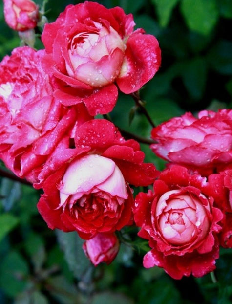 docteurs massad- poza net - Docteurs Massad