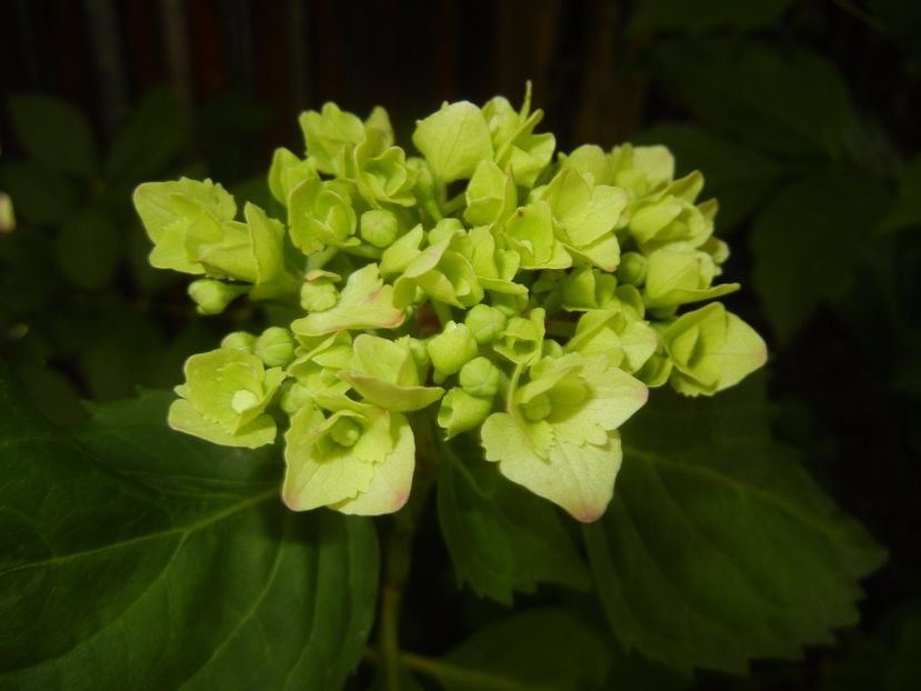 Hydrangea macrophylla (2017, June 04) - HYDRANGEA Hortensia