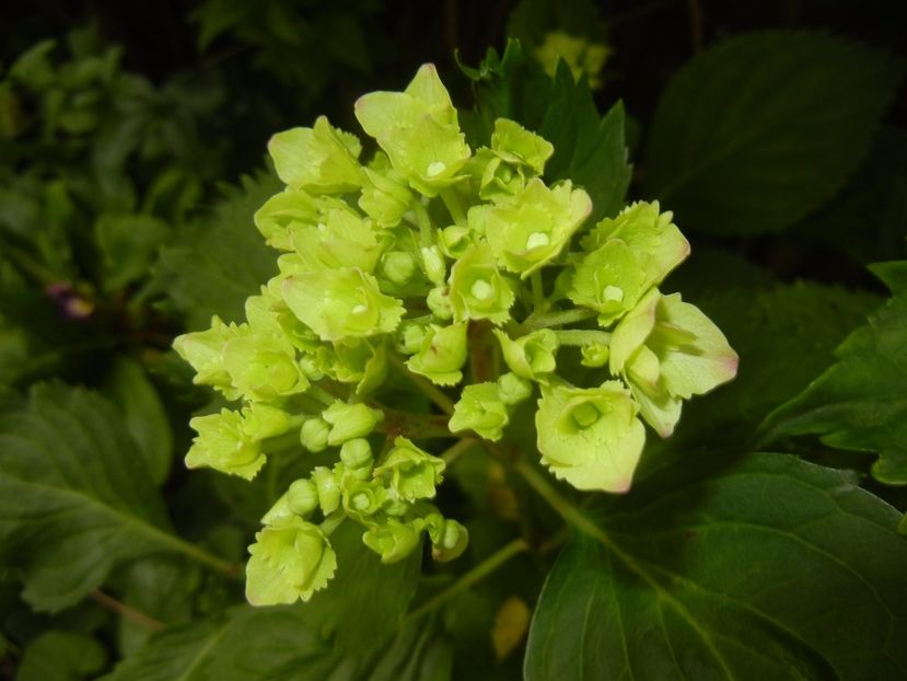 Hydrangea macrophylla (2017, June 04) - HYDRANGEA Hortensia