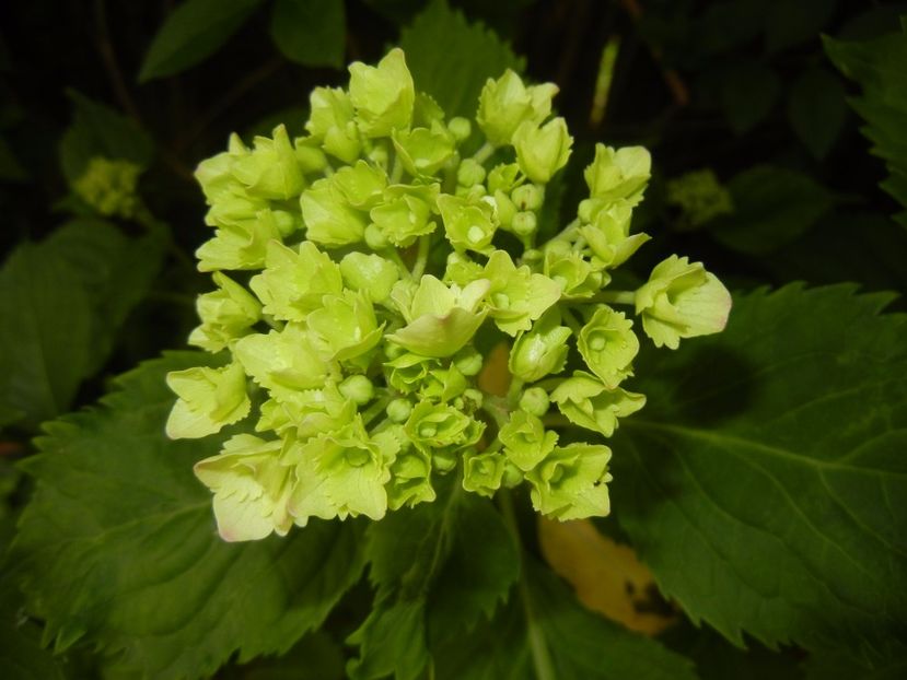 Hydrangea macrophylla (2017, June 04) - HYDRANGEA Hortensia
