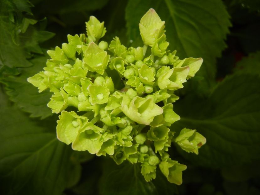 Hydrangea macrophylla (2017, June 08) - HYDRANGEA Hortensia