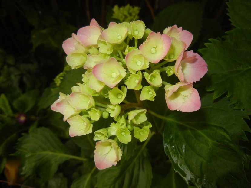 Hydrangea macrophylla (2017, June 08) - HYDRANGEA Hortensia