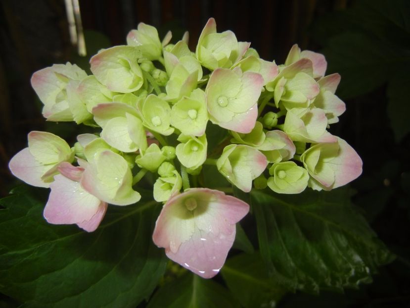 Hydrangea macrophylla (2017, June 08) - HYDRANGEA Hortensia