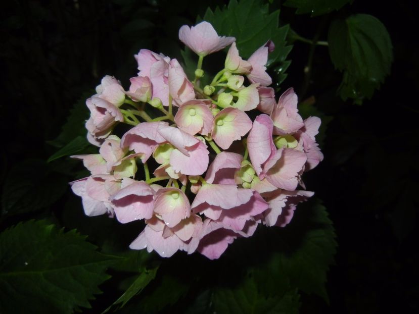 Hydrangea macrophylla (2017, June 13) - HYDRANGEA Hortensia