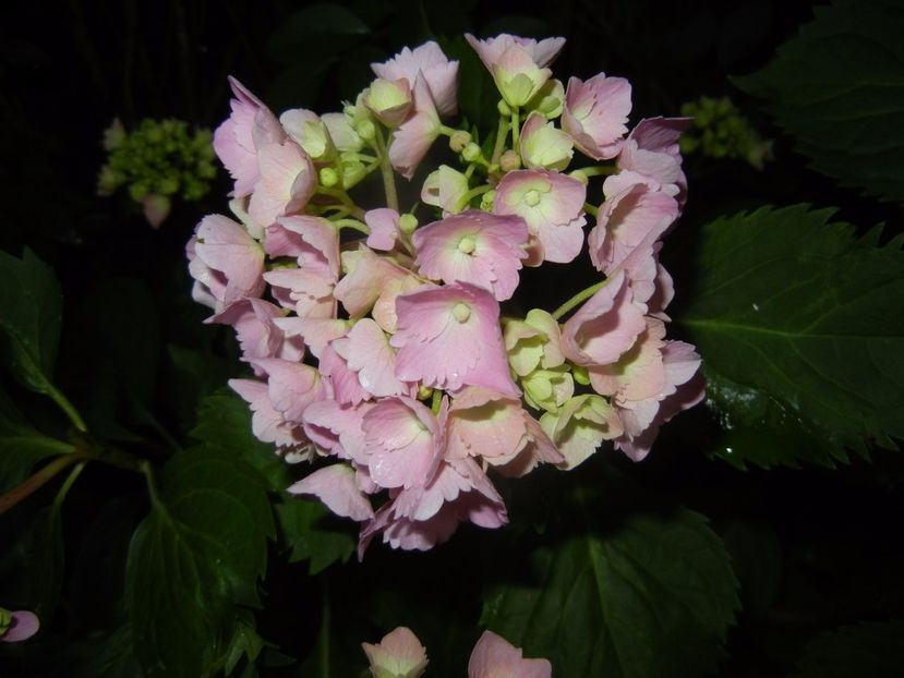 Hydrangea macrophylla (2017, June 13) - HYDRANGEA Hortensia