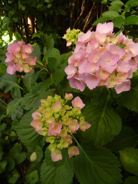 Hydrangea macrophylla (2017, June 14) - HYDRANGEA Hortensia