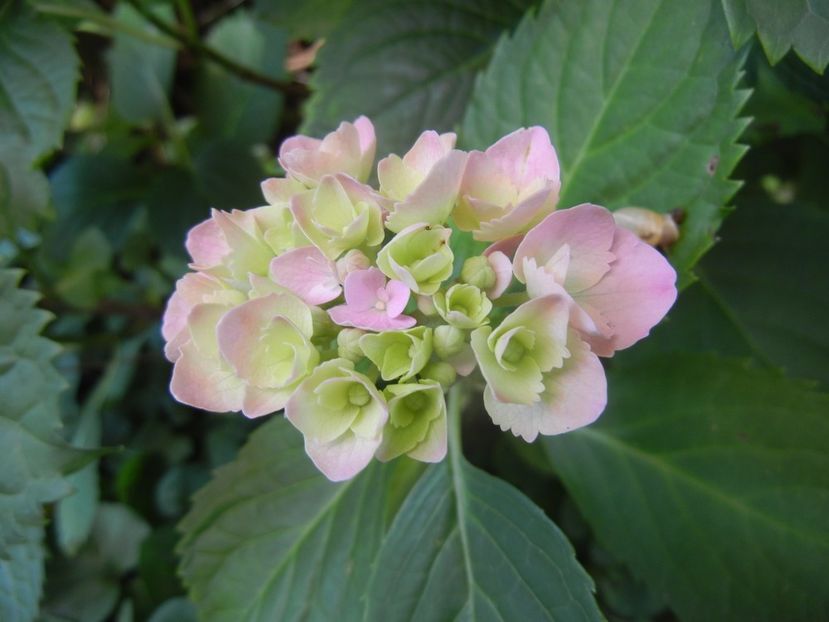 Hydrangea macrophylla (2017, June 14) - HYDRANGEA Hortensia