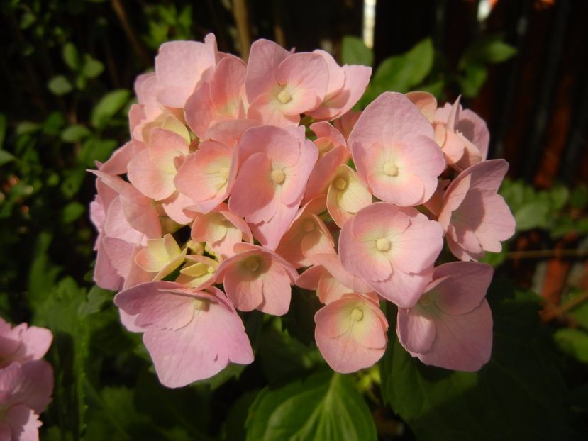 Hydrangea macrophylla (2017, June 14) - HYDRANGEA Hortensia