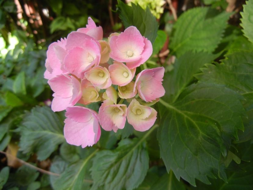 Hydrangea macrophylla (2017, June 14) - HYDRANGEA Hortensia