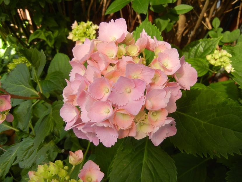 Hydrangea macrophylla (2017, June 14) - HYDRANGEA Hortensia