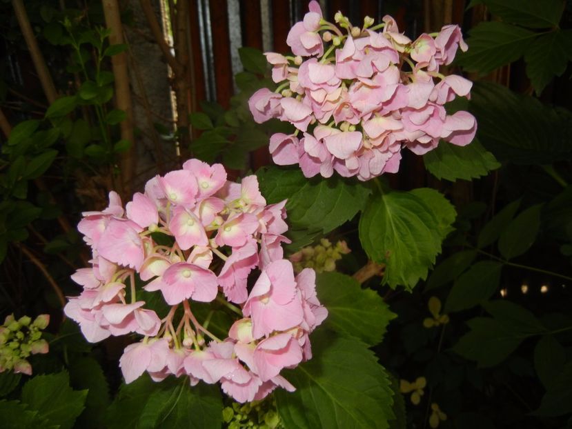 Hydrangea macrophylla (2017, June 15) - HYDRANGEA Hortensia