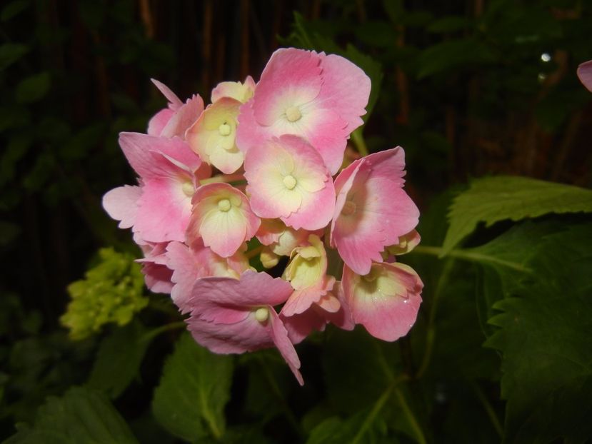 Hydrangea macrophylla (2017, June 15) - HYDRANGEA Hortensia