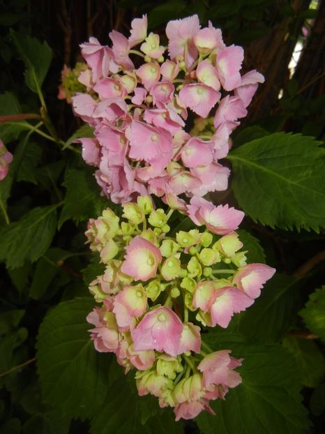 Hydrangea macrophylla (2017, June 15) - HYDRANGEA Hortensia