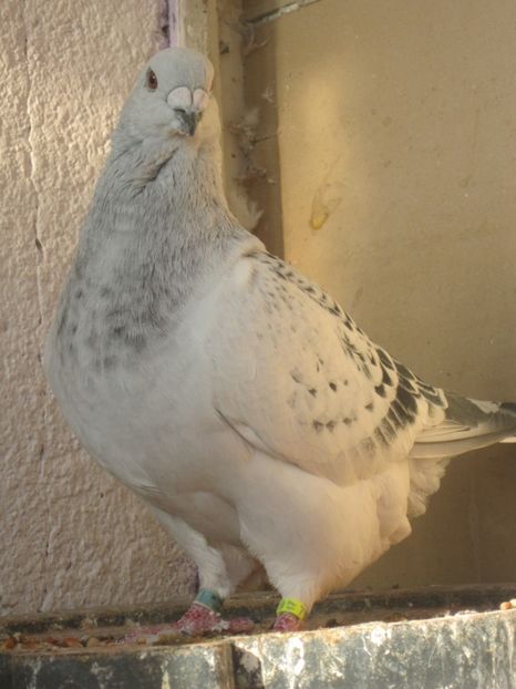 F 2017 - TINERET 2017-MATCA 2018