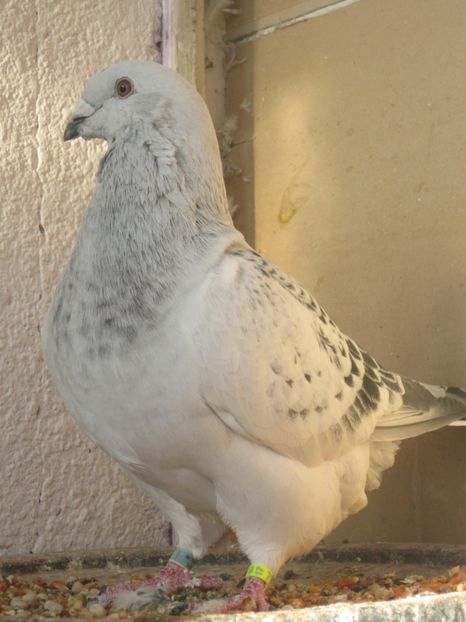 F 2017 - TINERET 2017-MATCA 2018