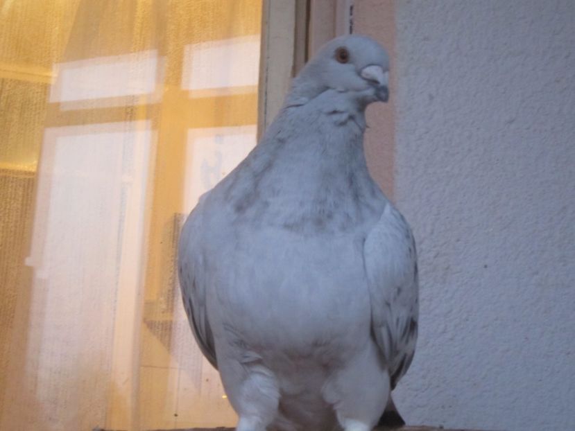 EXTASY F 2017 - TINERET 2017-MATCA 2018