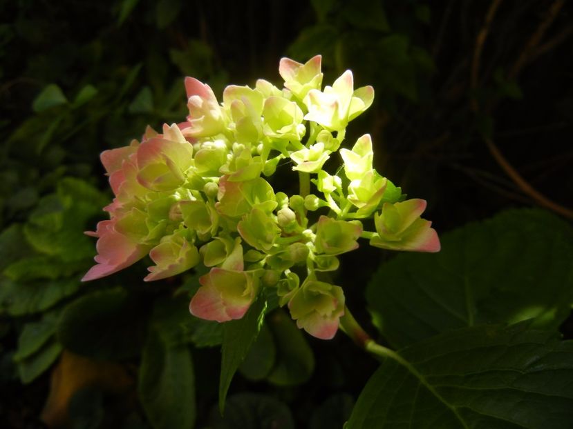 Hydrangea macrophylla (2017, June 21) - HYDRANGEA Hortensia