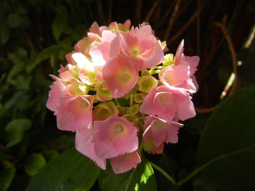 Hydrangea macrophylla (2017, June 21) - HYDRANGEA Hortensia