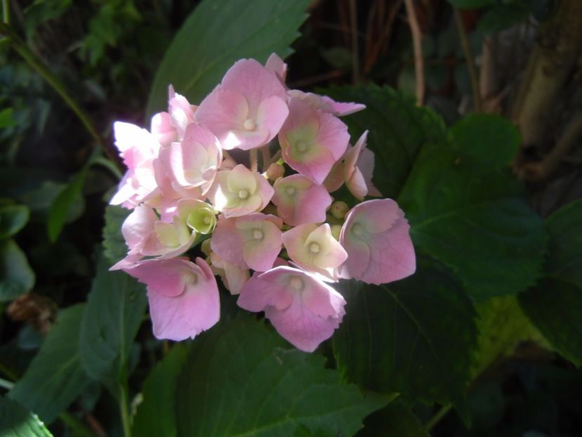 Hydrangea macrophylla (2017, June 21) - HYDRANGEA Hortensia