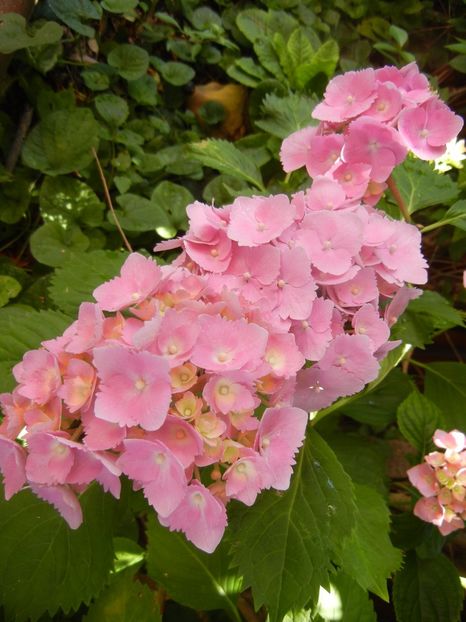 Hydrangea macrophylla (2017, June 21) - HYDRANGEA Hortensia