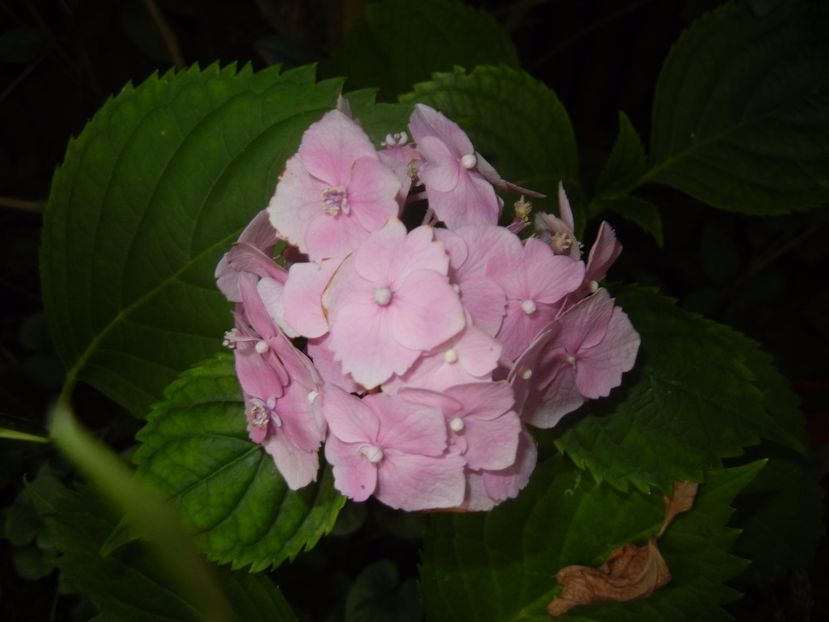 Hydrangea macrophylla (2017, July 04) - HYDRANGEA Hortensia