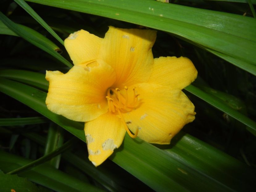 Hemerocallis Stella de Oro (2017, Jun.14) - Hemerocallis Stella de Oro