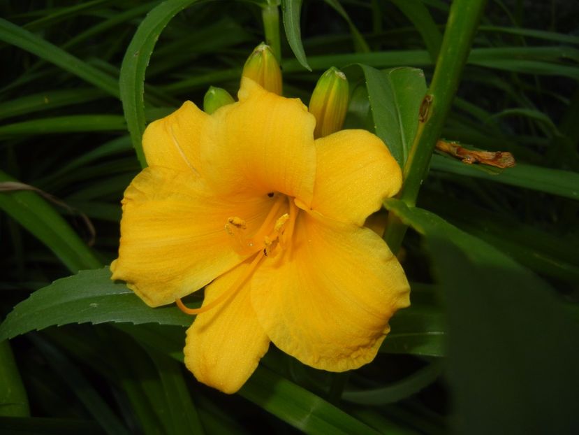 Hemerocallis Stella de Oro (2017, Jun.14) - Hemerocallis Stella de Oro