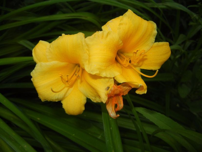 Hemerocallis Stella de Oro (2017, Jun.16) - Hemerocallis Stella de Oro