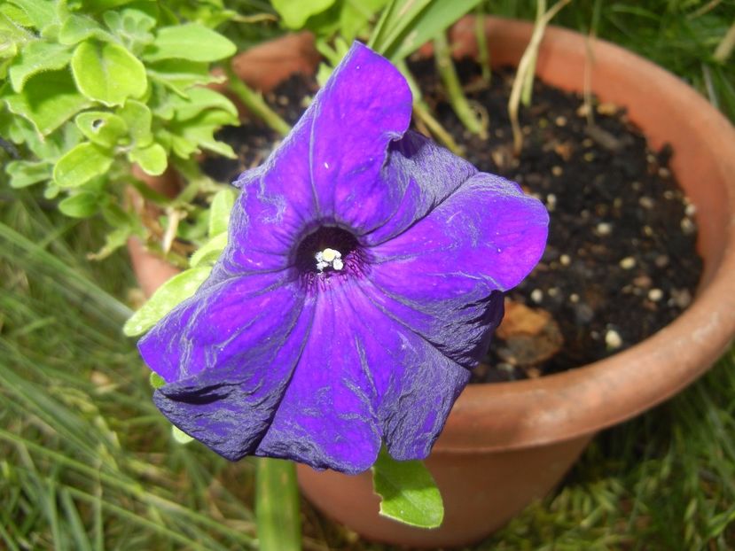 Petunia (2017, June 10) - PETUNIA Simple