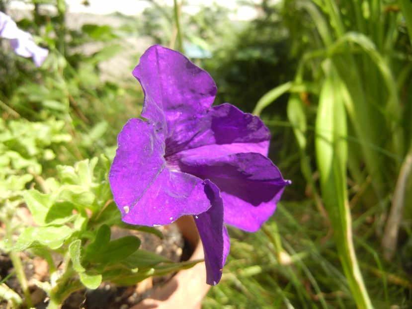 Petunia (2017, June 13) - PETUNIA Simple